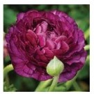 Purple Ranunculus Buttercups Flower Bulbs