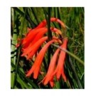 Red Cyrtanthus Flower Bulbs