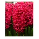 Red Hyacinthus Flower Bulbs