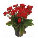 Red Kalanchoe Succulent Plants