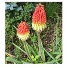 Red Kniphofia Uvaria Lily Flower Bulbs
