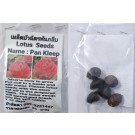 Red Pan Kleep Dwarf Lotus Seeds