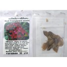 Red Plumeria Frangipani Kathalichapa Seeds