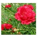 Red Portulaca Succulent Plants