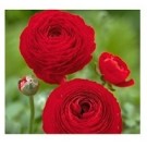 Red Ranunculus Buttercups Flower Bulbs