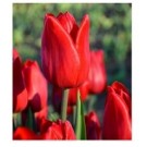 Red Tulip Flower Bulbs
