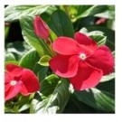 Red Vinca Flowering Plants