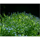 Riccia Fluitans Liverwort 