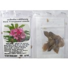 Rink Plumeria Frangipani Kathalichapa Seeds