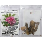 Rink Plumeria Frangipani Kathalichapa Seeds