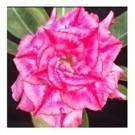 Rosy Spiral Adeniums Obesum Plants
