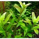 Rotala Ceylon