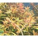 Rotala Fujian