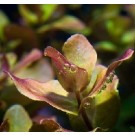 Rotala Macrandra 