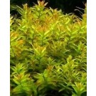 Rotala Macrandra Green