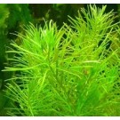 Rotala Nanjenshan 