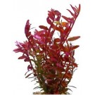 Rotala Rotundifolia HI RED