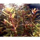 Rotala Rotundifolia HRA 