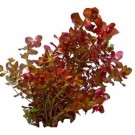 Rotala Macrandra PINK