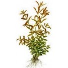 Rotala Rotundifolia Green