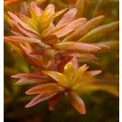 Rotala Rotundifolia Pink 