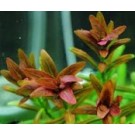 Rotala Sunset