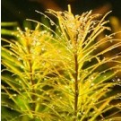 Rotala Vietnam 