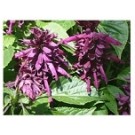 Salvia Splendens Purple Flowering Plants