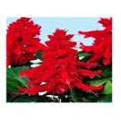 Salvia Splendens Red Flowering Plants