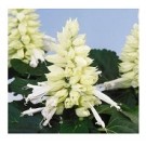 Salvia Splendens White Flowering Plants