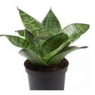 Sansevieria Trifasciata Hahnii Succulent Plants