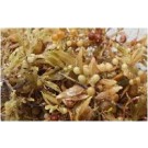 SARGASSUM Macro Algae