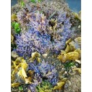 Scroll Macroalgae