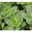 Sedeveria Green Rose Succulent Plants