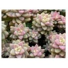 Sedeveria Pink Granite Succulent Plants