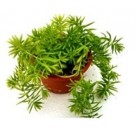 Sedum Angelina Green Succulent Plants