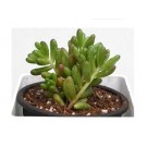 Sedum Rubrotinctum Succulent Plants