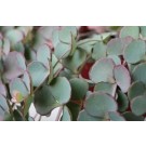 Sedum Sieboldii Succulent Plants