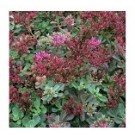 Sedum Spurium Coccineum Succulent Plants