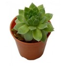 Sempervivum Green Wheel Succulent Plants