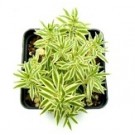 Silver Sedum Succulent Plants