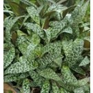 Silver Squill Succulent Plants
