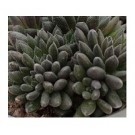 Sinocrassula Yunnanensis Succulent Plants