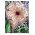 Stapelia Gigantea Succulent Plants