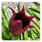 Stapelia Leendertziae Succulent Plants