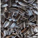 Striped Softshell Sunflowers Bird Seeds