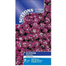 Suttons Alyssum Rosie O’Day Seeds – 550 Seeds Easy‑to‑Grow Fragrant Blooms