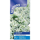 Suttons Alyssum Snow Carpet Seeds – 1400 Seeds Fragrant White Blooms