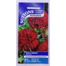 SUTTONS England Gaillardia Red Plume