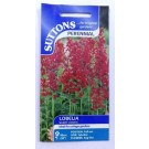 SUTTONS England Lobelia Queen Victoria